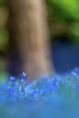 BUITEN BEELD Foto: 257744