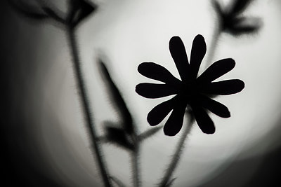 BUITEN BEELD Foto: 257754