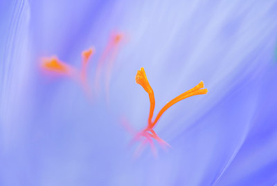 BUITEN BEELD Foto: 257796