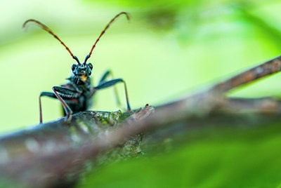 BUITEN BEELD Foto: 257797