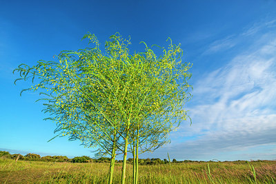 BUITEN BEELD Foto: 257805