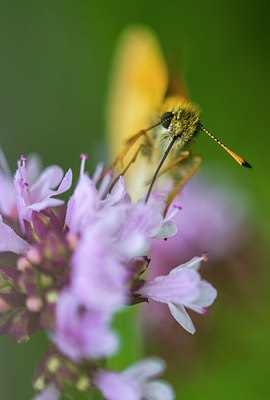 BUITEN BEELD Foto: 257837