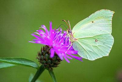 BUITEN BEELD Foto: 257860