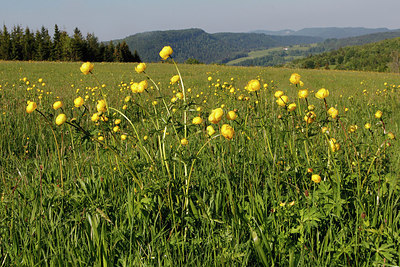 BUITEN BEELD Foto: 257887