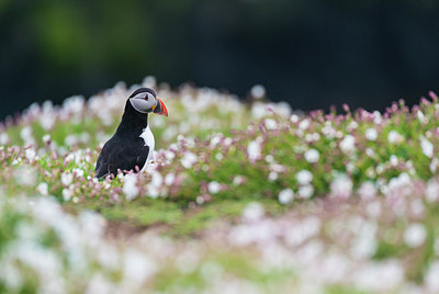 BUITEN BEELD Foto: 257952