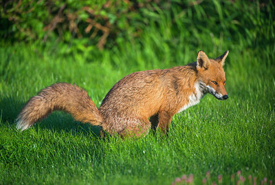 BUITEN BEELD Foto: 258004