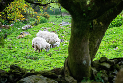 BUITEN BEELD Foto: 258019
