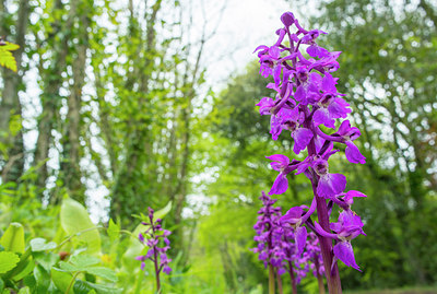 BUITEN BEELD Foto: 258067