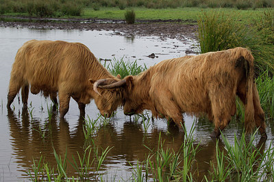 BUITEN BEELD Foto: 258130