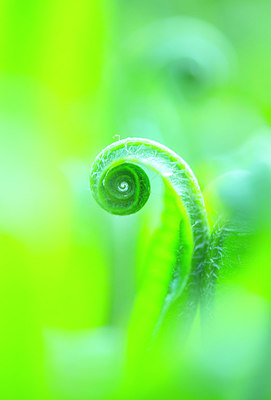 BUITEN BEELD Foto: 258188
