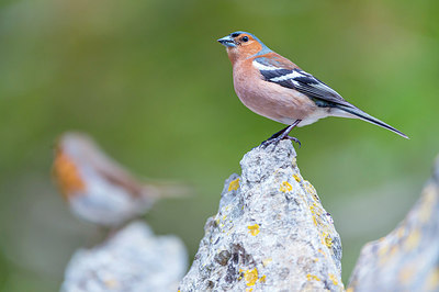 BUITEN BEELD Foto: 258269