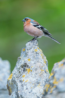BUITEN BEELD Foto: 258277