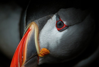 BUITEN BEELD Foto: 258314