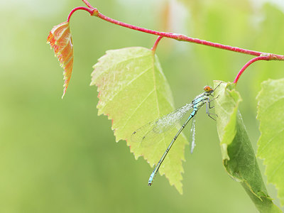 BUITEN BEELD Foto: 258351