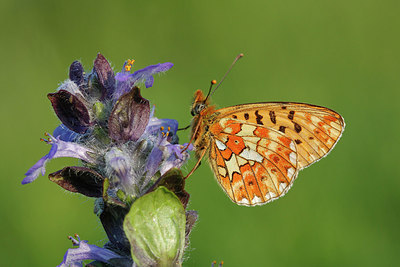 BUITEN BEELD Foto: 258407