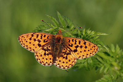 BUITEN BEELD Foto: 258409