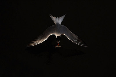 BUITEN BEELD Foto: 258413