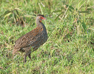 BUITEN BEELD Foto: 258638