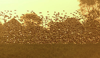BUITEN BEELD Foto: 258776