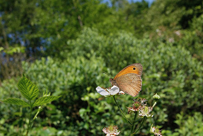 BUITEN BEELD Foto: 258787