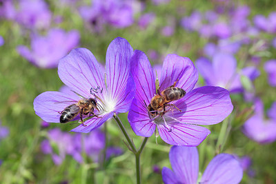 BUITEN BEELD Foto: 258852