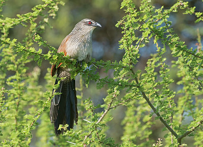 BUITEN BEELD Foto: 258854