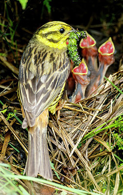 BUITEN BEELD Foto: 258858