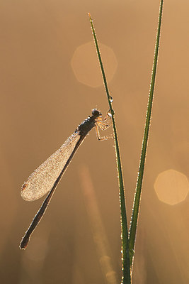 BUITEN BEELD Foto: 258866