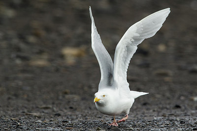 BUITEN BEELD Foto: 258886