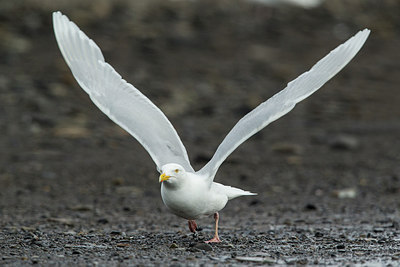 BUITEN BEELD Foto: 258887