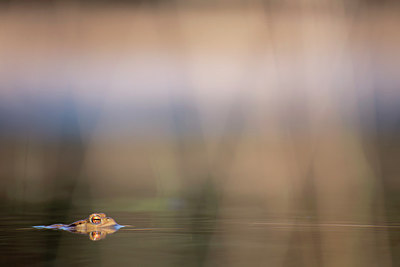 BUITEN BEELD Foto: 258928