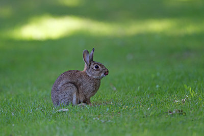 BUITEN BEELD Foto: 258981