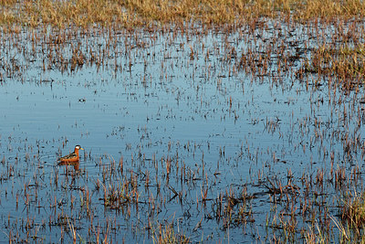 BUITEN BEELD Foto: 258985