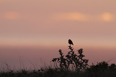 BUITEN BEELD Foto: 258990