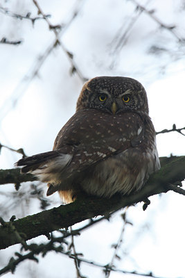 BUITEN BEELD Foto: 25004
