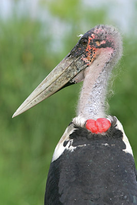 BUITEN BEELD Foto: 25063