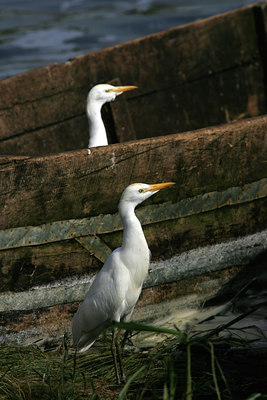 BUITEN BEELD Foto: 25064