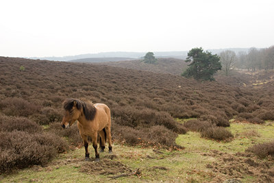 BUITEN BEELD Foto: 25091