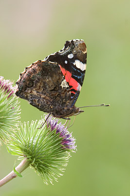 BUITEN BEELD Foto: 25094