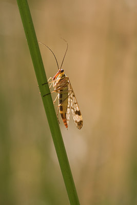 BUITEN BEELD Foto: 25097