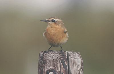 BUITEN BEELD Foto: 25105
