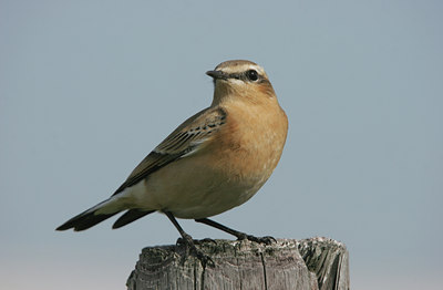 BUITEN BEELD Foto: 25106
