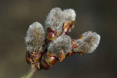 BUITEN BEELD Foto: 25155