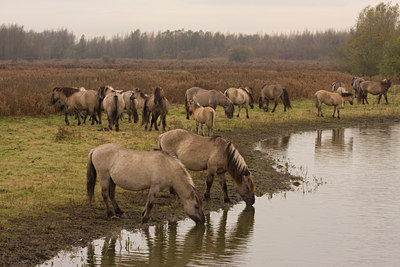 BUITEN BEELD Foto: 25159