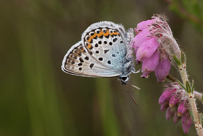 BUITEN BEELD Foto: 25174