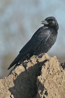 BUITEN BEELD Foto: 25183