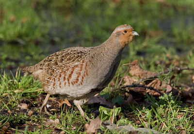 BUITEN BEELD Foto: 25277
