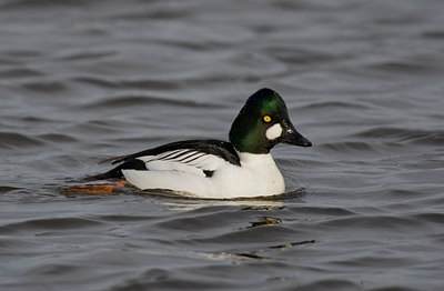 BUITEN BEELD Foto: 25279
