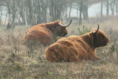 BUITEN BEELD Foto: 25314