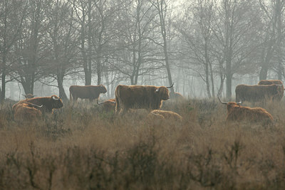 BUITEN BEELD Foto: 25316